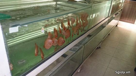 Trại cá dĩa sagotic quận 3 giá sỉ - 8