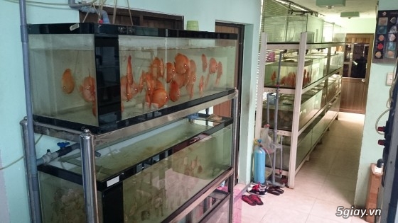 Trại cá dĩa sagotic quận 3 giá sỉ - 6