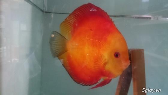 Trại cá dĩa sagotic quận 3 giá sỉ