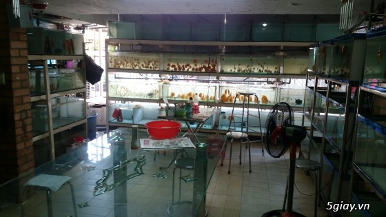 Trại cá dĩa sagotic quận 3 giá sỉ - 10