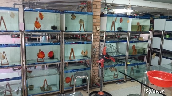 Trại cá dĩa sagotic quận 3 giá sỉ - 7