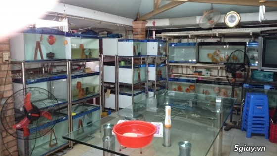 Trại cá dĩa sagotic quận 3 giá sỉ - 9