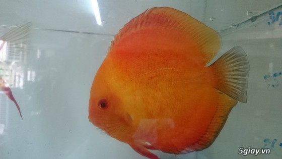 Trại cá dĩa sagotic quận 3 giá sỉ - 1