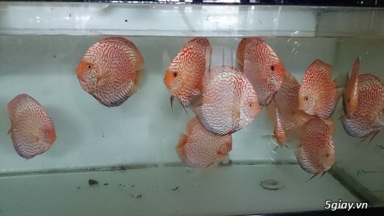 Trại cá dĩa sagotic quận 3 giá sỉ - 4