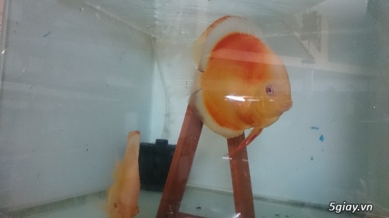 Trại cá dĩa sagotic quận 3 giá sỉ - 2