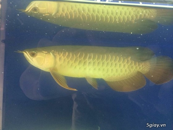 Hcm cần bán high back spencail size 33 + 2 ngân long size 35