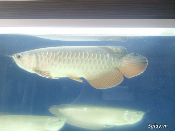 Hcm cần bán high back spencail size 33 + 2 ngân long size 35 - 1