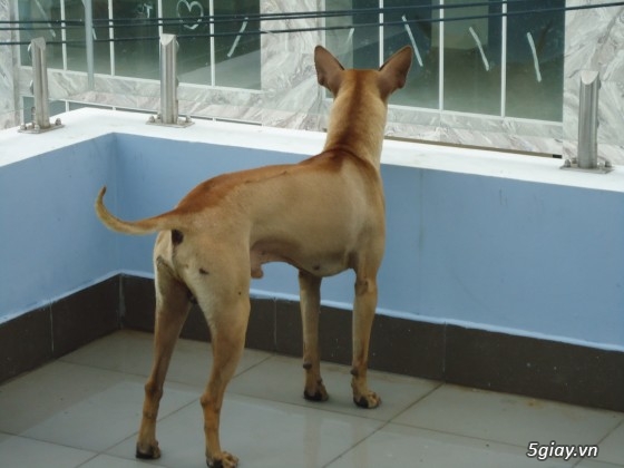 Chó phú quốc đực vàng lưỡi đen  và đực vện 12 tháng tuổi. - 13