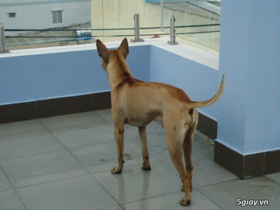 Chó phú quốc đực vàng lưỡi đen  và đực vện 12 tháng tuổi. - 10