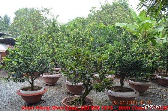 Vườn Kiểng Minh Châu - Chuyên cung cấp Mai têt, giá cực tốt - 27