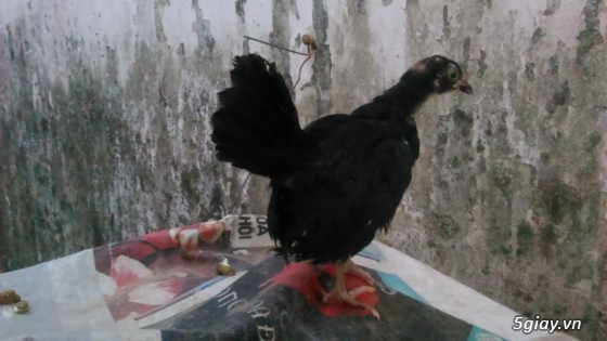 Bán gà tre mỹ, lai mỹ trống mái - 4