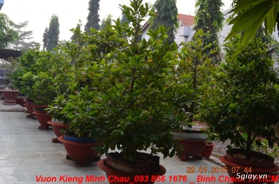 Vườn Kiểng Minh Châu - Chuyên cung cấp Mai têt, giá cực tốt - 14