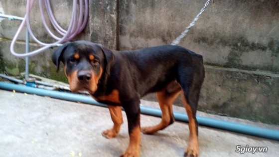 Biên Hòa - Bán Rottweiler 6 tháng tuổi thuần chủng rất đẹp.... - 3