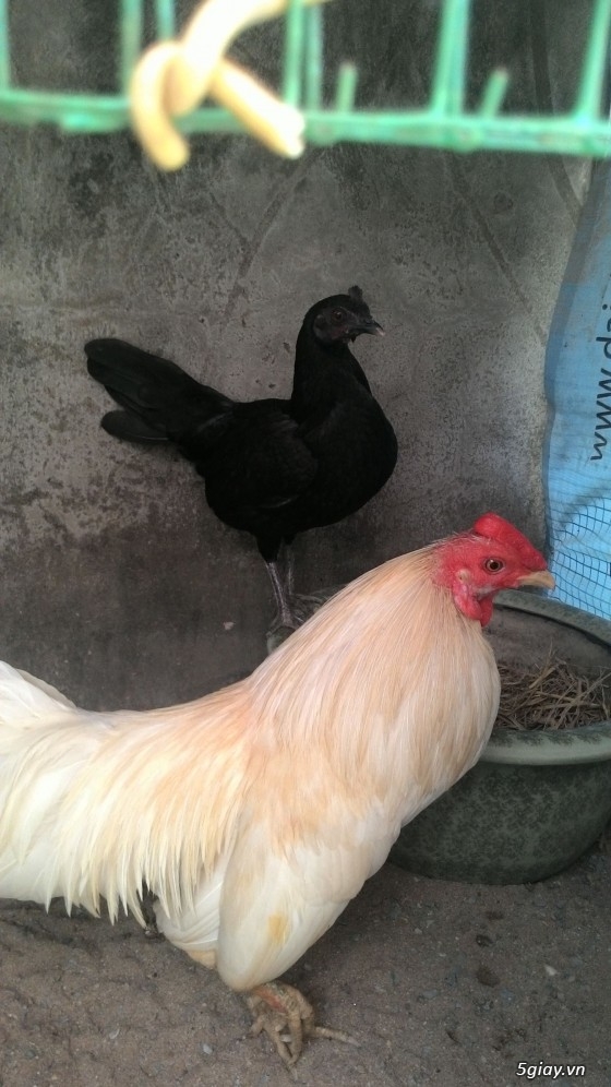 Bán gà mái tre lai peru 75 hoặc giao lưu đổi gà trống tre (Biên Hoà, Đồng Nai)