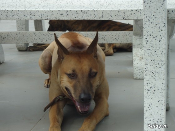 Chó phú quốc đực vàng lưỡi đen  và đực vện 12 tháng tuổi.