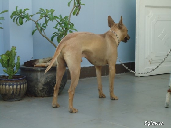 Chó phú quốc đực vàng lưỡi đen  và đực vện 12 tháng tuổi. - 8