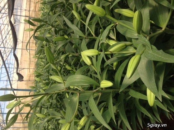 Hoa lily trưng dịp tết nguyên đán đẹp nhata thị trường