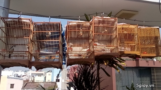 Chim Họa Mi Trống, Mái Hót Đấu Cực Hay, Đẹp, Giá Rẻ Toàn quốc