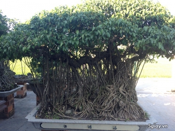 Cây cảnh và bonsai cho người đam mê, trưng bày. - 2