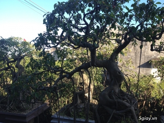 Cây cảnh và bonsai cho người đam mê, trưng bày. - 15