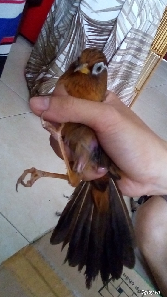 Họa Mi - Chim cảnh - lang thang trên mạng tìm thấy cái này hay hay, anh em xem qua để thêm chút kinh nghiệm Bảng mầu mắt của Họa Mi Mình Họa Mi - Chim cảnh - lang thang trên mạng tìm thấy cái này hay hay, anh em xem qua để thêm chút kinh nghiệm Bảng mầu mắt của Họa Mi Mình