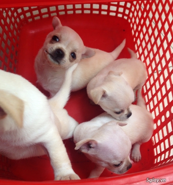 HCM bán chó chihuahua puppies - 1