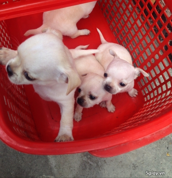 HCM bán chó chihuahua puppies