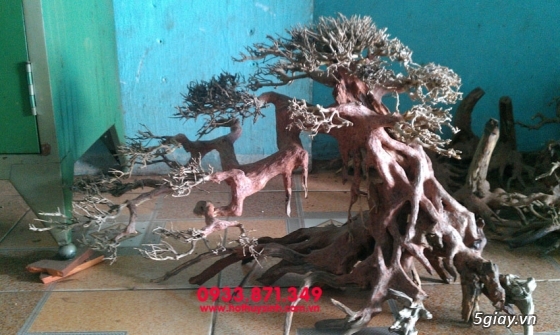 Bán lũa bonsai, phụ kiện thủy sinh các loại! - 32