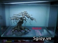 Bán lũa bonsai, phụ kiện thủy sinh các loại! - 3