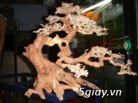 Bán lũa bonsai, phụ kiện thủy sinh các loại! - 9