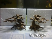 Bán lũa bonsai, phụ kiện thủy sinh các loại! - 2