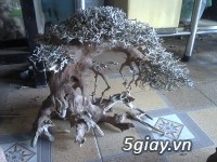 Bán lũa bonsai, phụ kiện thủy sinh các loại! - 7
