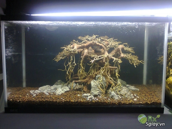 Bán lũa bonsai, phụ kiện thủy sinh các loại! - 4