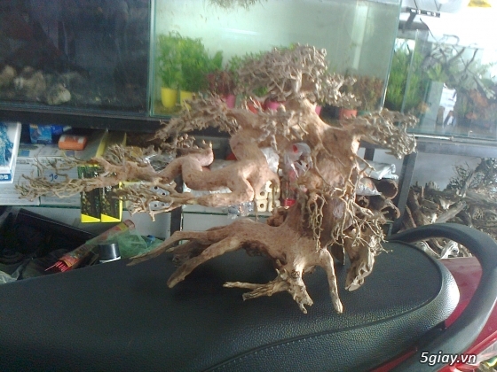 Bán lũa bonsai, phụ kiện thủy sinh các loại! - 26