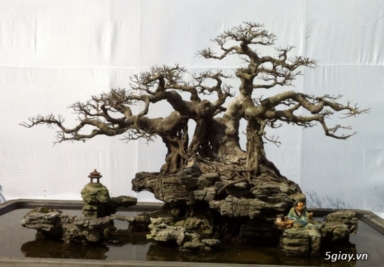 Bán lũa bonsai cho hồ cá - 27