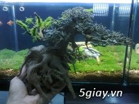 Bán lũa bonsai, phụ kiện thủy sinh các loại!