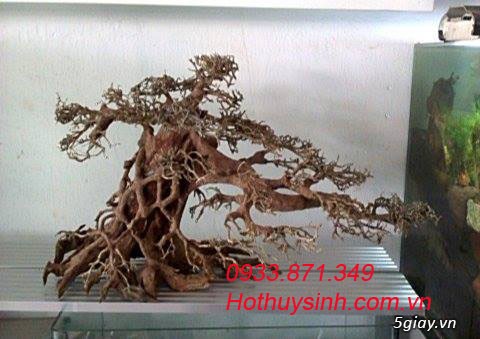 Bán lũa bonsai, phụ kiện thủy sinh các loại! - 21