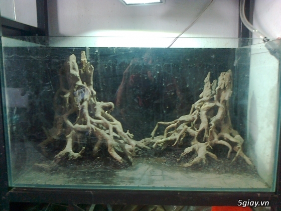Bán lũa bonsai, phụ kiện thủy sinh các loại! - 25