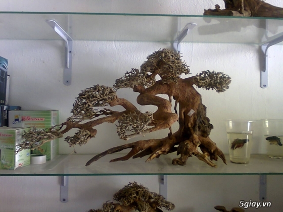 Bán lũa bonsai, phụ kiện thủy sinh các loại! - 24