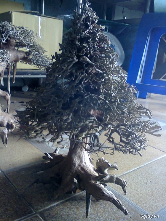 Bán lũa bonsai, phụ kiện thủy sinh các loại! - 28