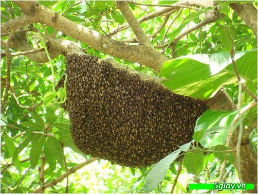Bán mật ong tự nhiên nguyên chất lấy từ Rừng U Minh Hạ - Cà Mau - 2