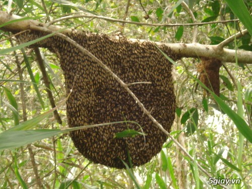 Bán mật ong tự nhiên nguyên chất lấy từ Rừng U Minh Hạ - Cà Mau - 3
