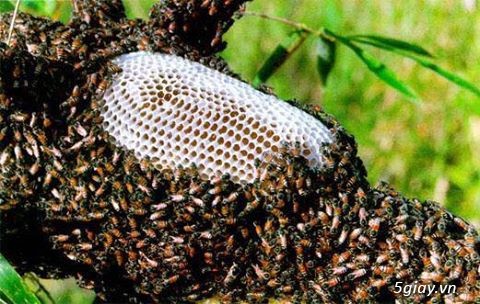 Bán mật ong tự nhiên nguyên chất lấy từ Rừng U Minh Hạ - Cà Mau - 4