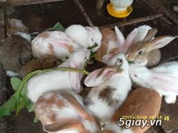 thỏ món ăn rẻ nhiều dinh dưỡng không độc hại - 1