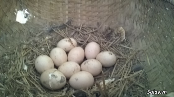 Võng xếp BAN MAI, cây lau nhà Compa giá rẽ giao tận nơi.