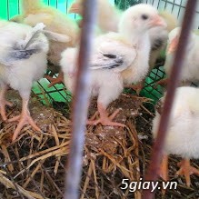 Võng xếp BAN MAI, cây lau nhà Compa giá rẽ giao tận nơi. - 2