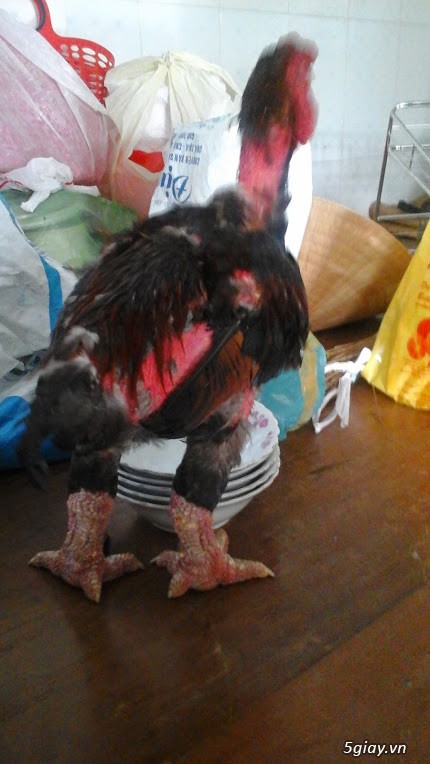 Võng xếp BAN MAI, cây lau nhà Compa giá rẽ giao tận nơi. - 6