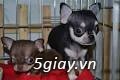 Rã Bầy Chihuahua và Pug mini Thuần Chủng - 6