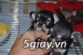 Rã Bầy Chihuahua và Pug mini Thuần Chủng - 4