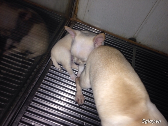 2 Chihuahua thuần chủng cao cấp cần tìm nhà mới.! - 6